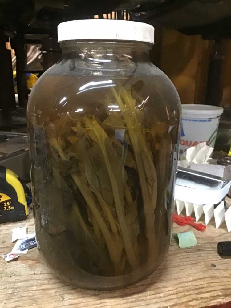 Clear Glass Specimen Jar