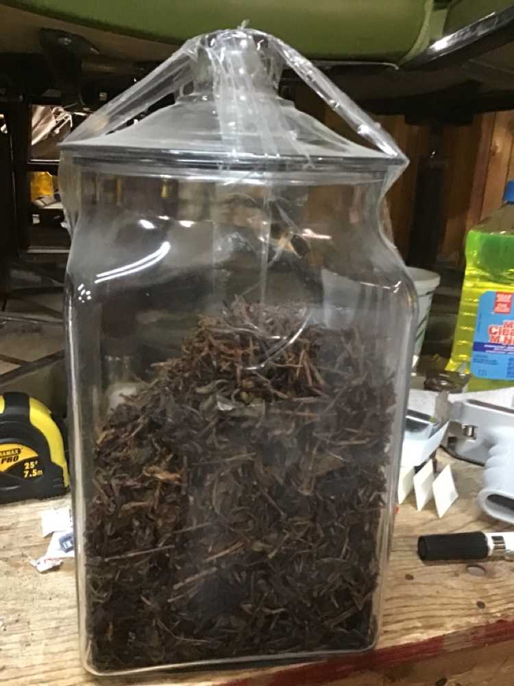 Clear Glass Specimen Jar