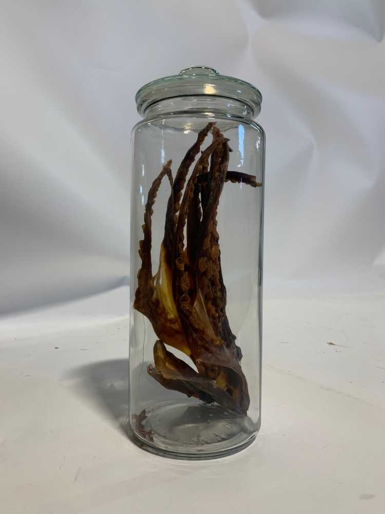 Octopus Dried Tentacles