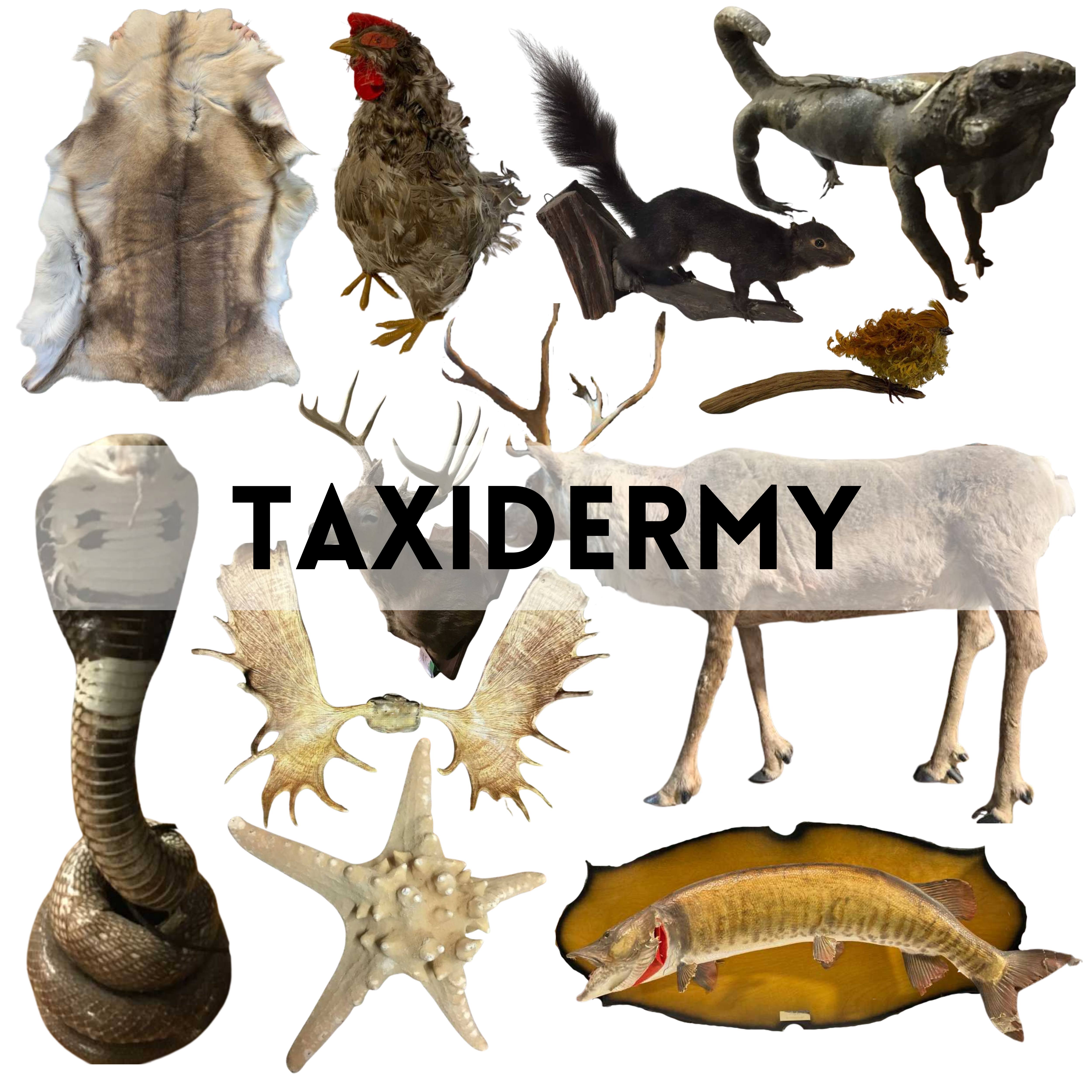 Taxidermy